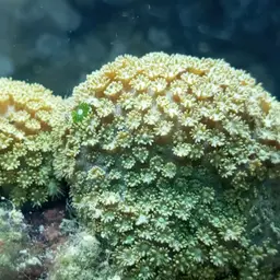 Anemone Coral, photo 4