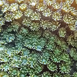 Anemone Coral, photo 5