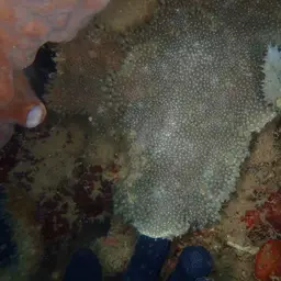 Anemone Coral, photo 6