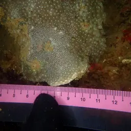 Anemone Coral, photo 7