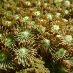 Anemone Coral, photo 8