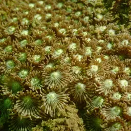 Anemone Coral, photo 9
