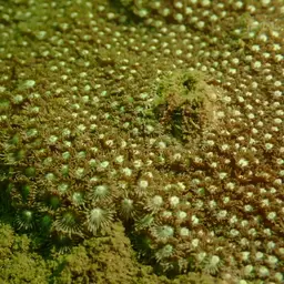 Anemone Coral, photo 10
