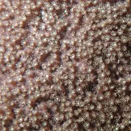 Anemone Coral, photo 12
