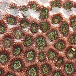 Anemone Coral