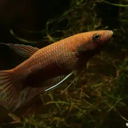 Akar Betta