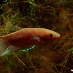 Akar Betta, photo 2