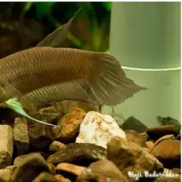 Akar Betta, photo 3