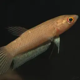 Akar Betta, photo 4