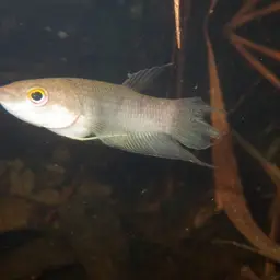 Akar Betta, photo 8