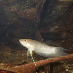 Akar Betta, photo 9