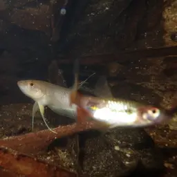 Akar Betta, photo 10