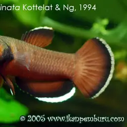 White-edged Betta, photo 2