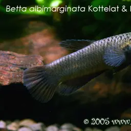 White-edged Betta, photo 3