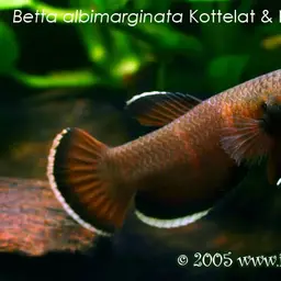 White-edged Betta, photo 4