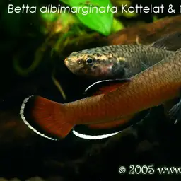 White-edged Betta, photo 5