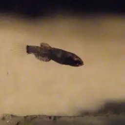 White-edged Betta, photo 7