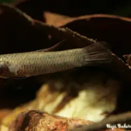 White-edged Betta, photo 9
