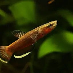 White-edged Betta, photo 11