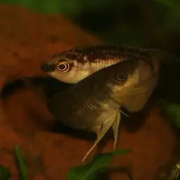 Giant Betta