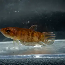 Giant Betta, photo 2