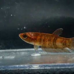 Giant Betta, photo 3