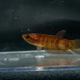 Giant Betta, photo 4