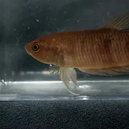 Giant Betta, photo 7