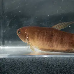 Giant Betta, photo 8