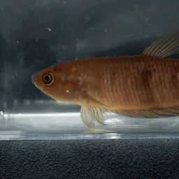 Giant Betta, photo 9
