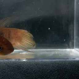 Giant Betta, photo 10