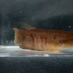 Giant Betta, photo 11