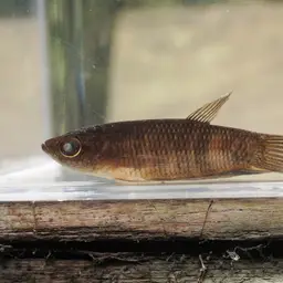 Giant Betta, photo 12