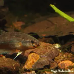 Sanggau Betta