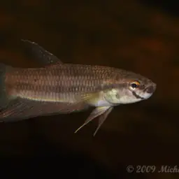 Sanggau Betta, photo 3