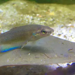 Apollo Betta
