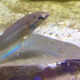Apollo Betta, photo 4