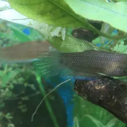 Apollo Betta, photo 6