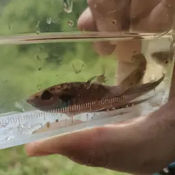 Apollo Betta, photo 8