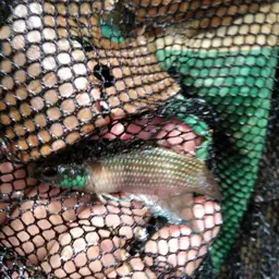 Apollo Betta, photo 10
