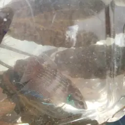 Apollo Betta, photo 11