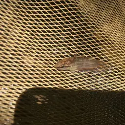 Apollo Betta, photo 12