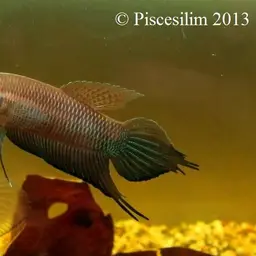 Slender Betta