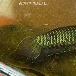 Slender Betta, photo 3