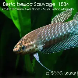Slender Betta, photo 4