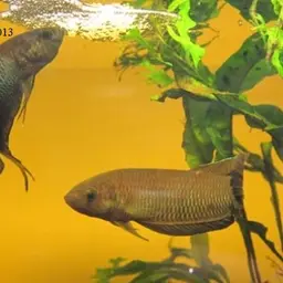 Slender Betta, photo 5