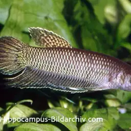 Slender Betta, photo 6