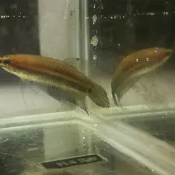 Slender Betta, photo 8