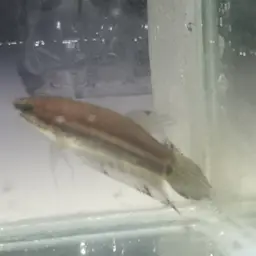 Slender Betta, photo 9