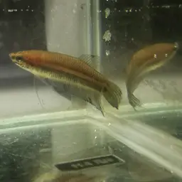 Slender Betta, photo 10